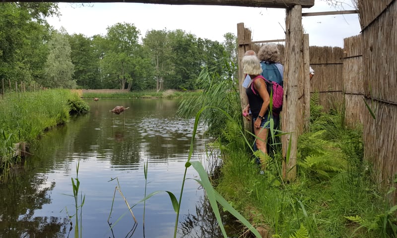 Vangpijp in eendenkooi Breukeleveen