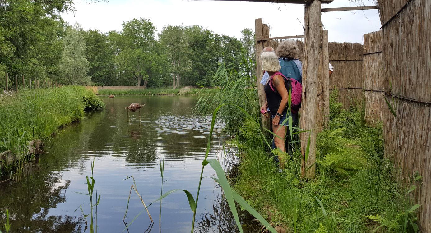 Vangpijp in eendenkooi Breukeleveen