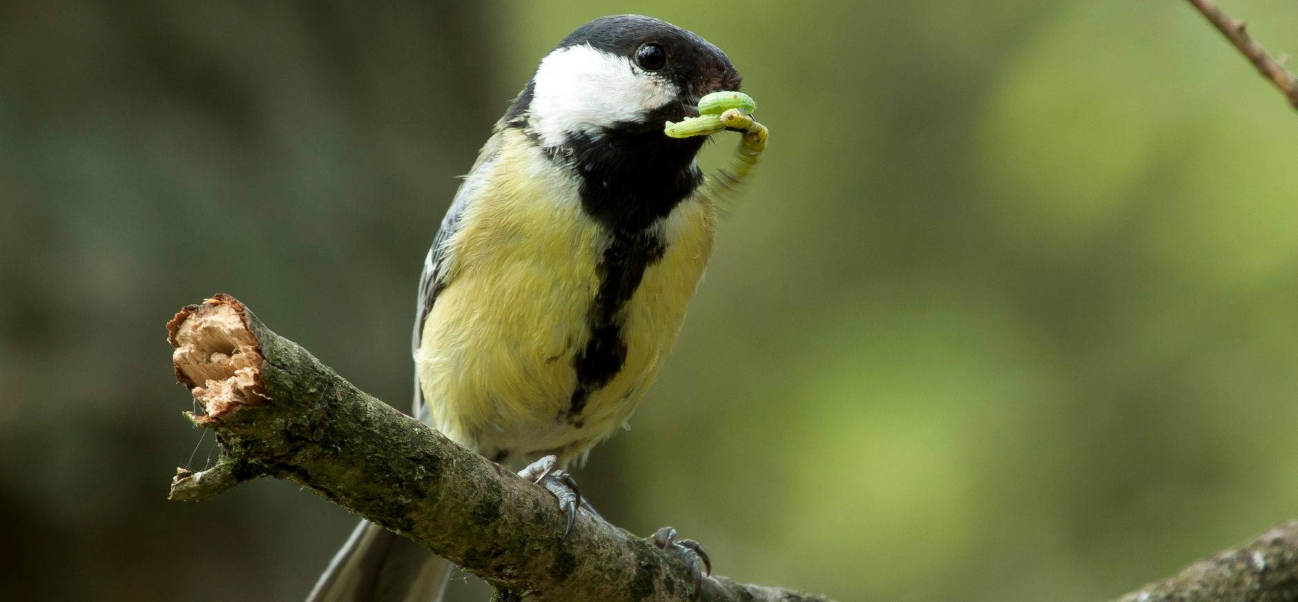 Koolmees als natuurlijke vijand van de eikenprocessierups