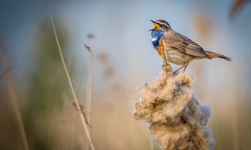 Zingende blauwborst in riet