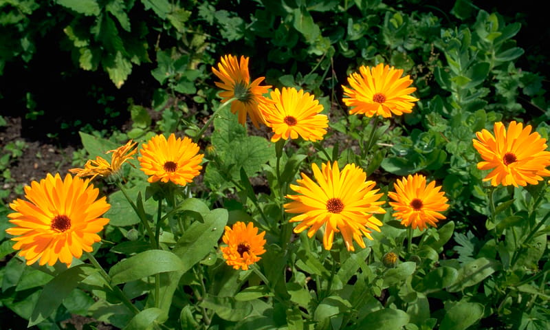 Goudsbloemen