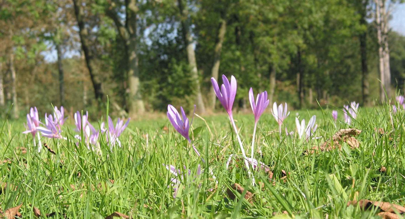 Naaktbegijntjes in bloei