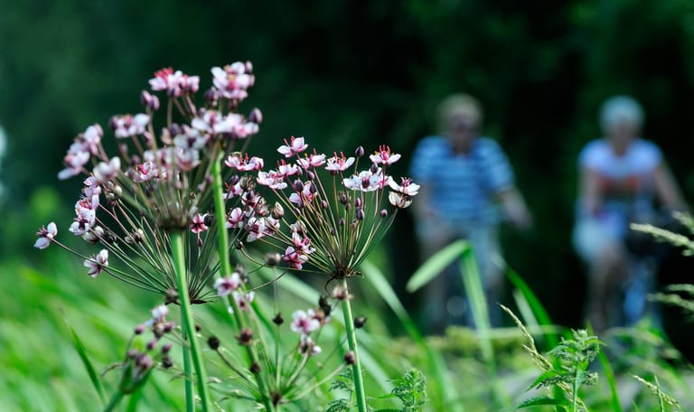 fietsers haarzuilens