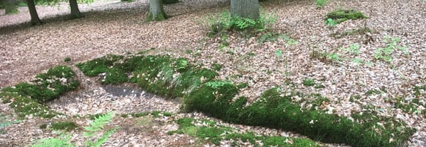 Watervanger in het parkbos