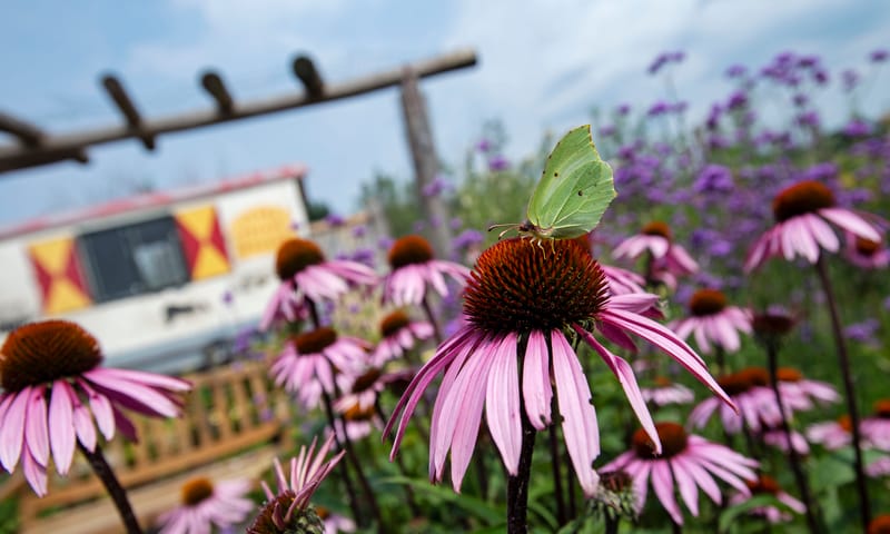 Wilde bloementuin Belevenisboerderij Schieveen