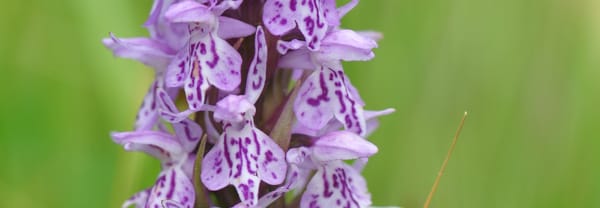 Meiorchis