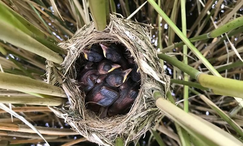 nest grote karekieten