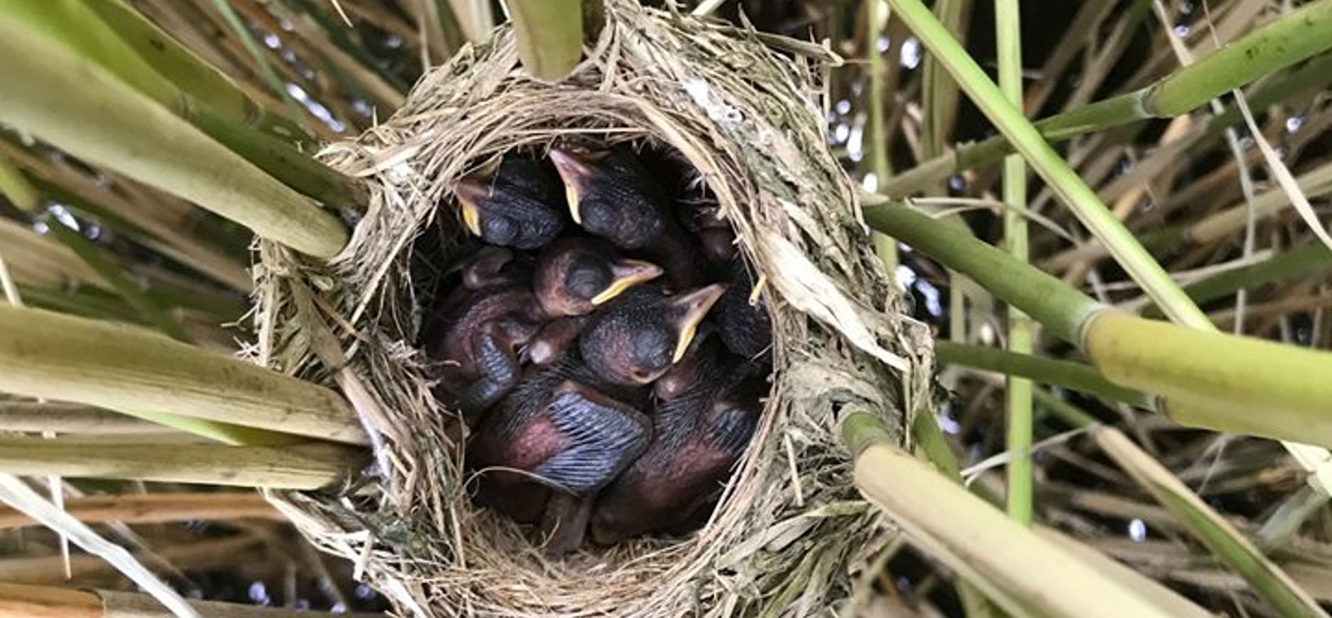 nest grote karekieten