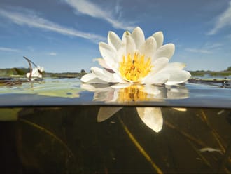 waterlelie