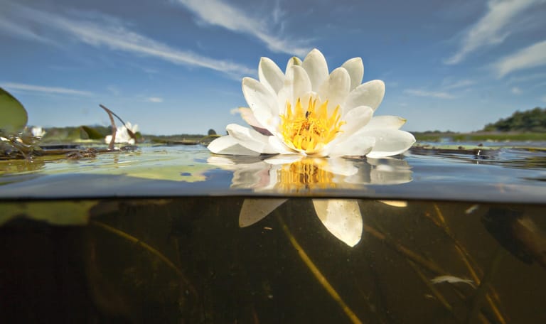 waterlelie