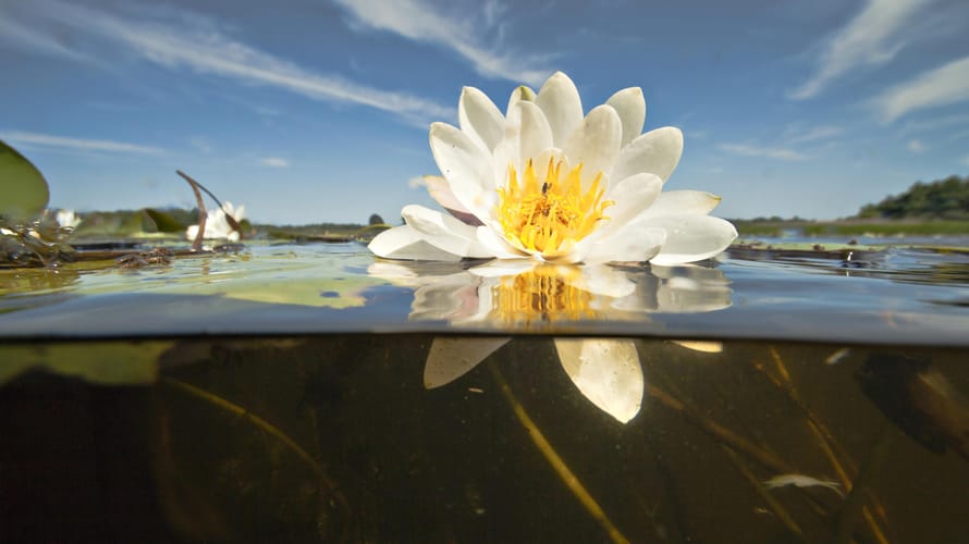 waterlelie
