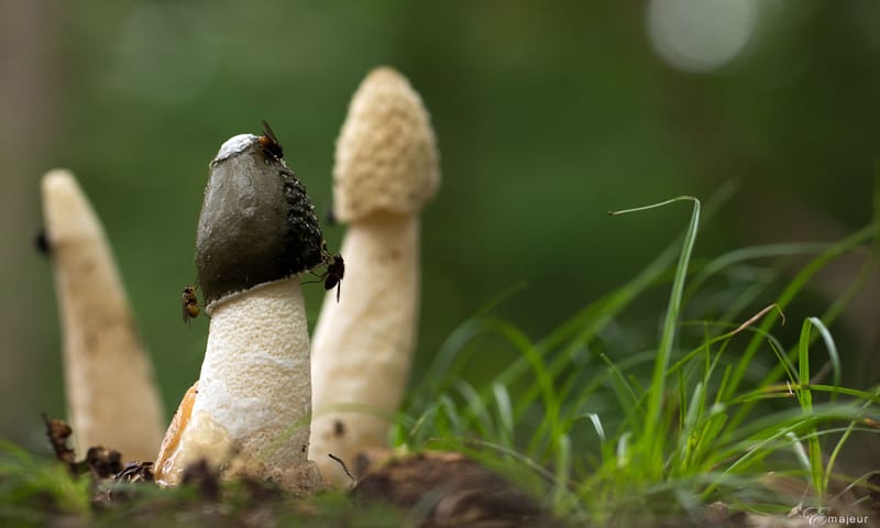 Grote stinkzwam