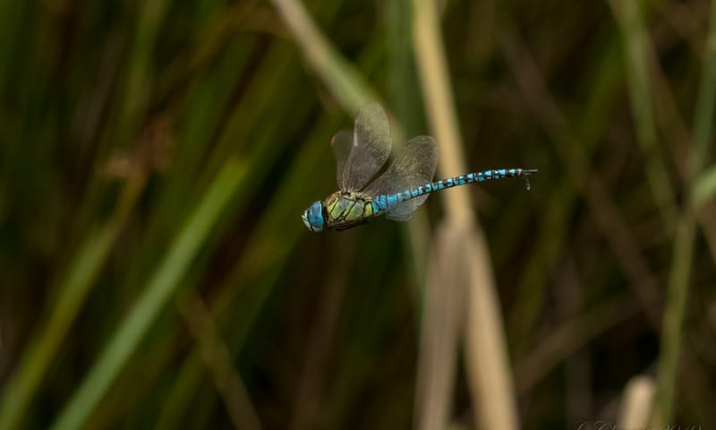 Zuidelijke glazenmaker op Banisveld