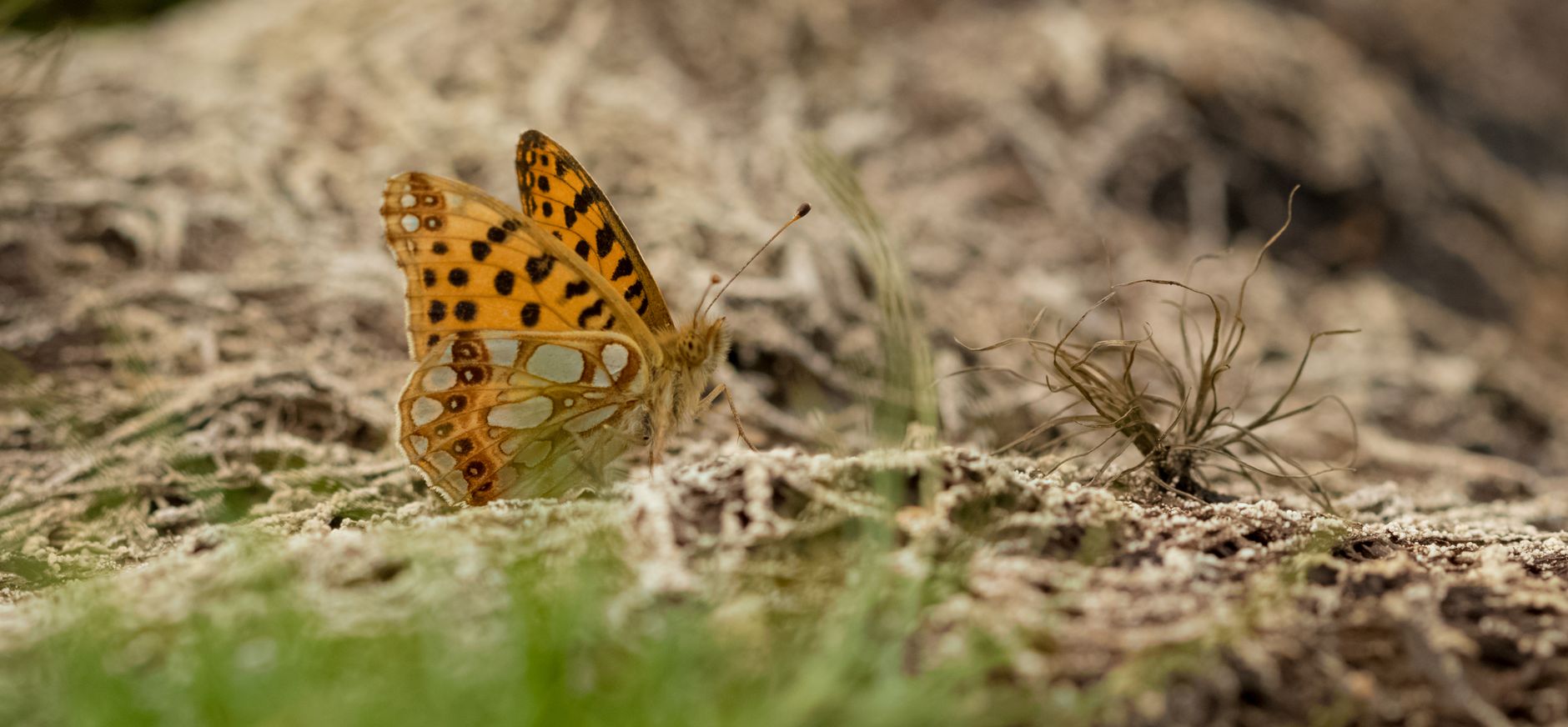 Kleine parelmoervlinder op de Kampina