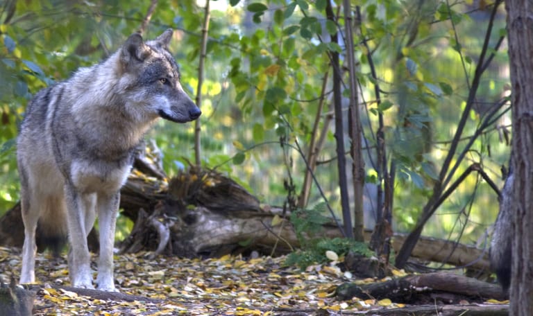 Waarom huilen wolven