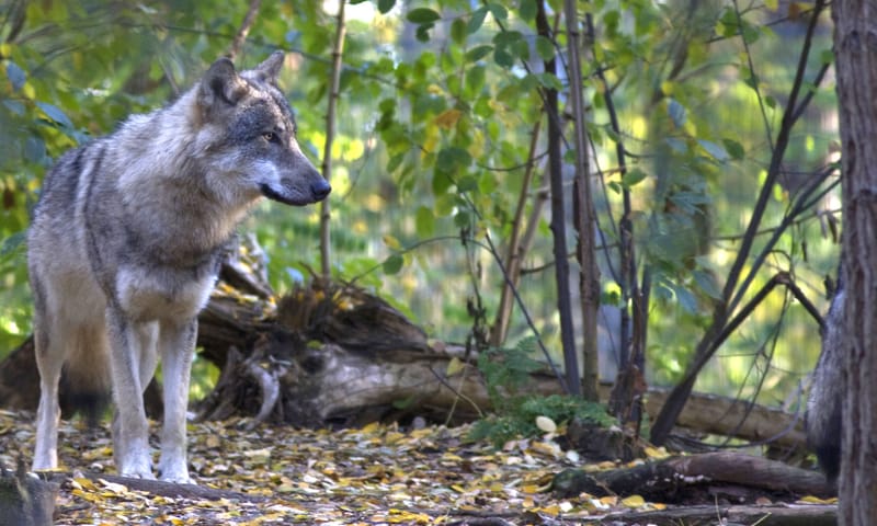 Waarom huilen wolven
