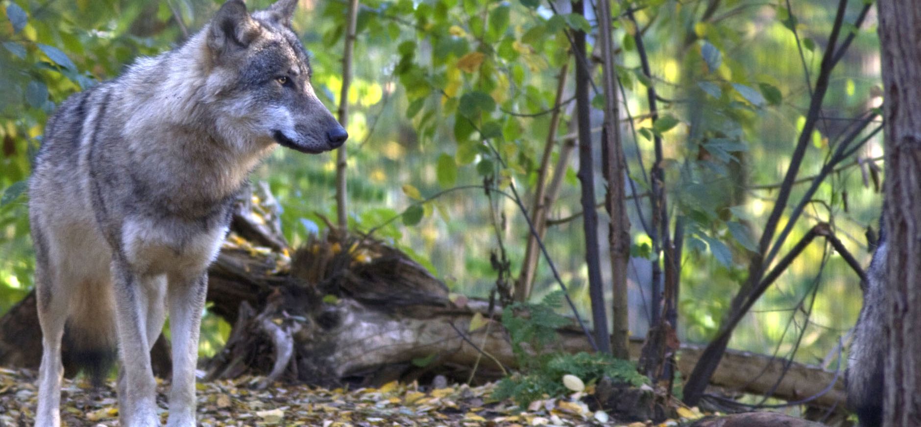 Waarom huilen wolven