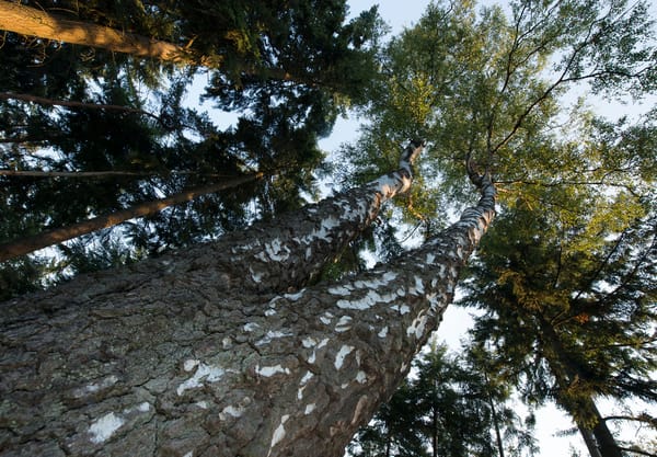 Berk op Landgoed Huis ter Heide