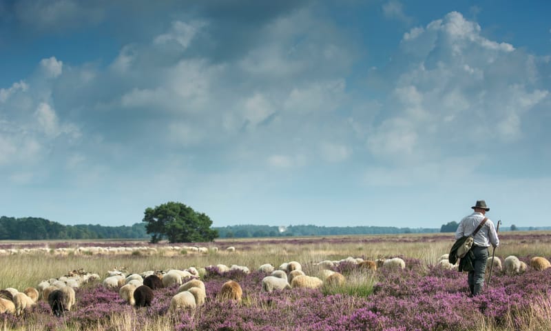 Schaapherder Johan met een deel van de schapen