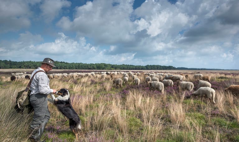 schapen, herder en hond op het Dwingelderveld