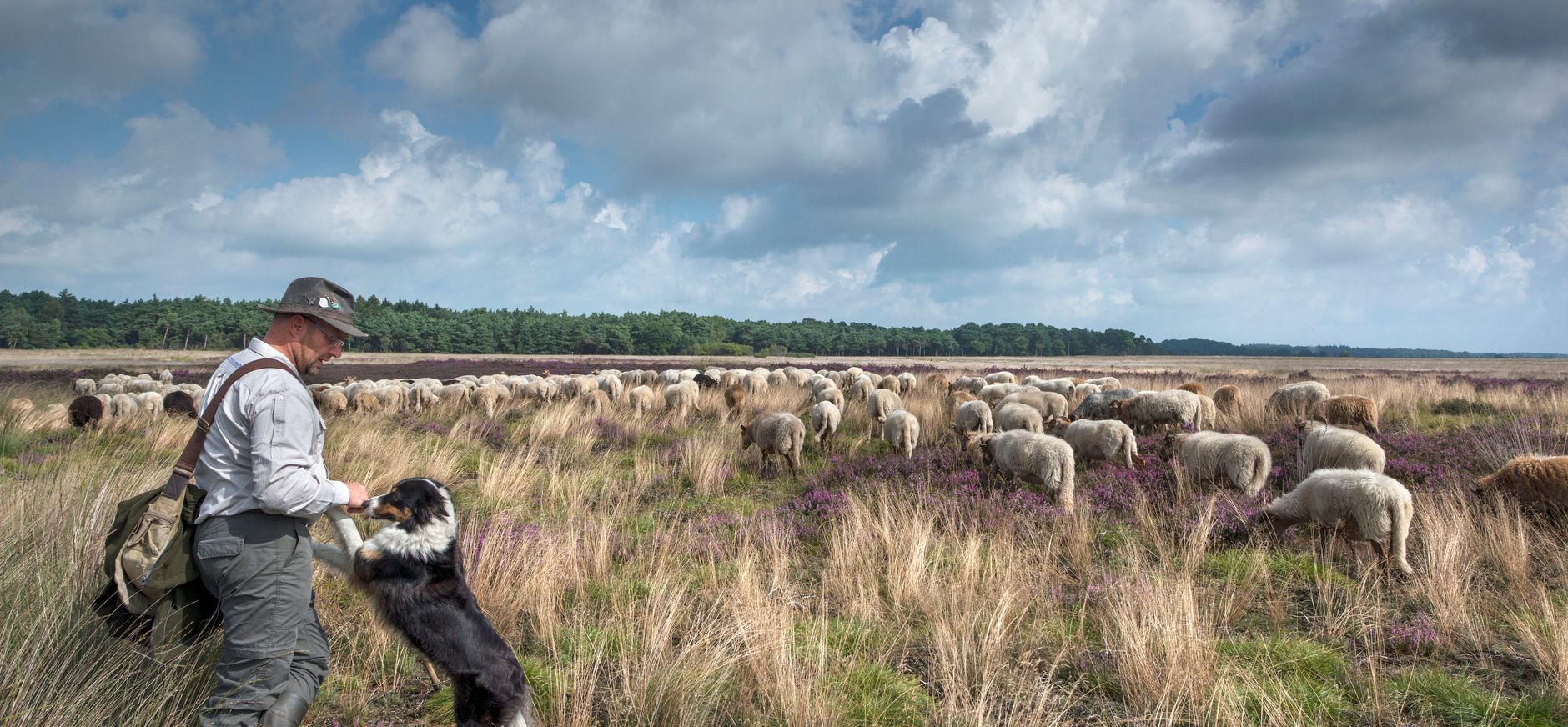 schapen, herder en hond op het Dwingelderveld