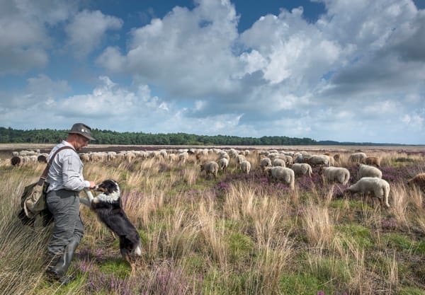 schapen, herder en hond op het Dwingelderveld