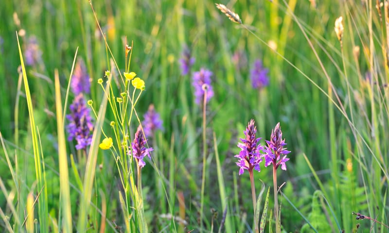 Orchideeën