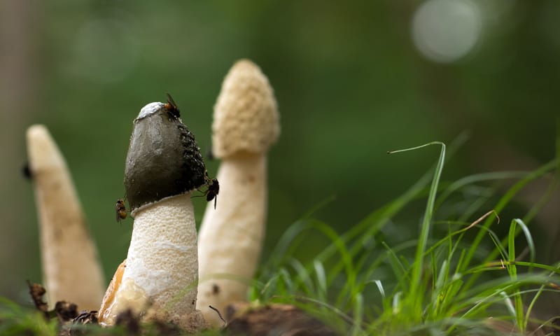 Grote stinkzwam tussen bladeren