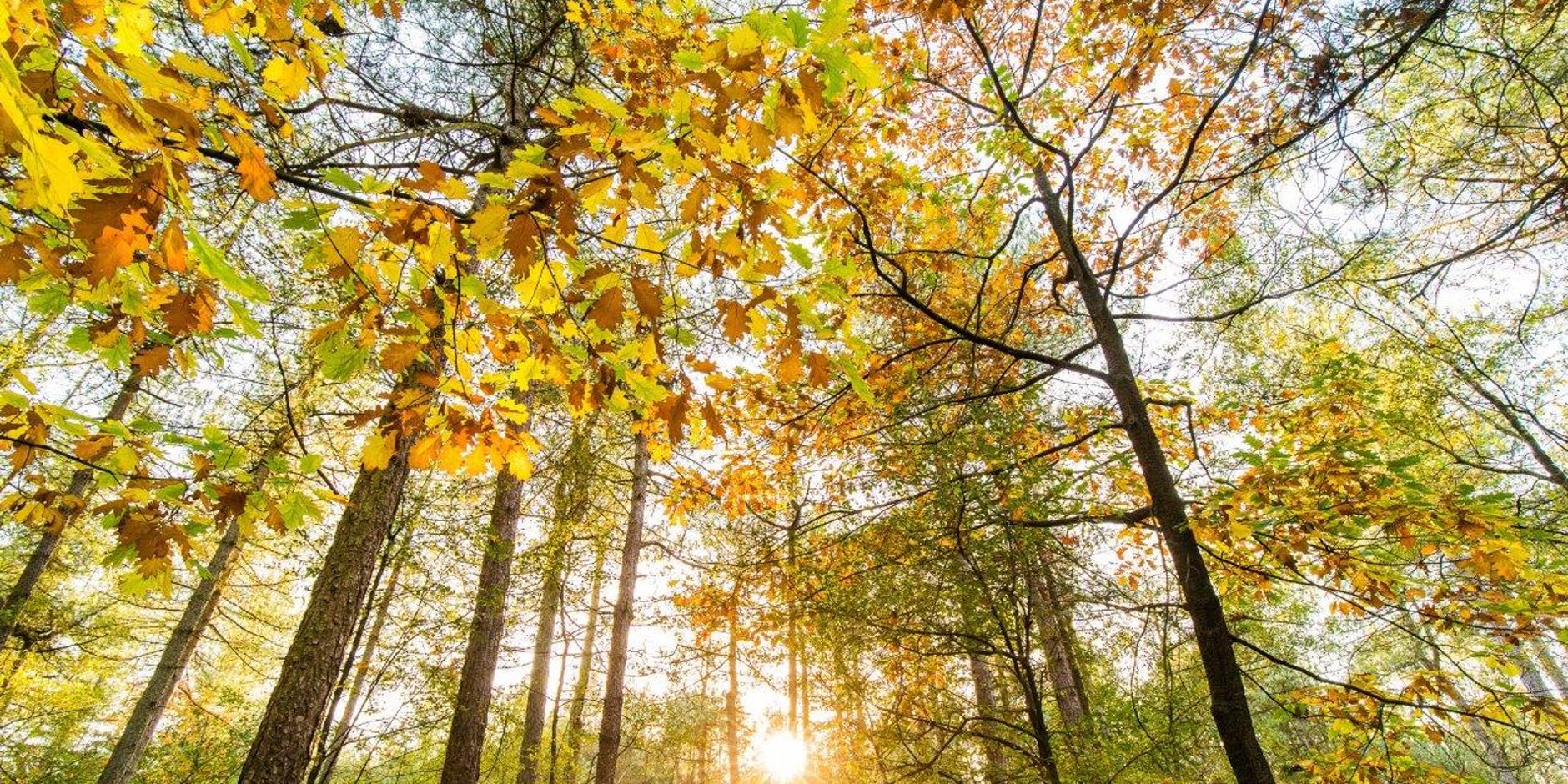 Natuurbegraven