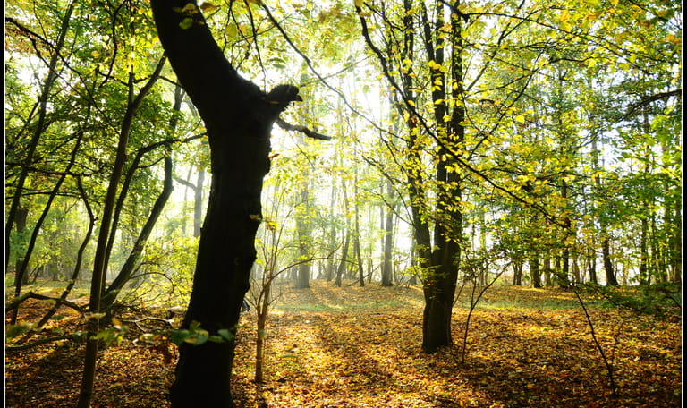 herfst sint-pietersberg
