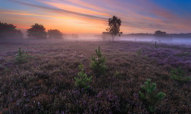 Zonsopkomst boven bloeiende heide