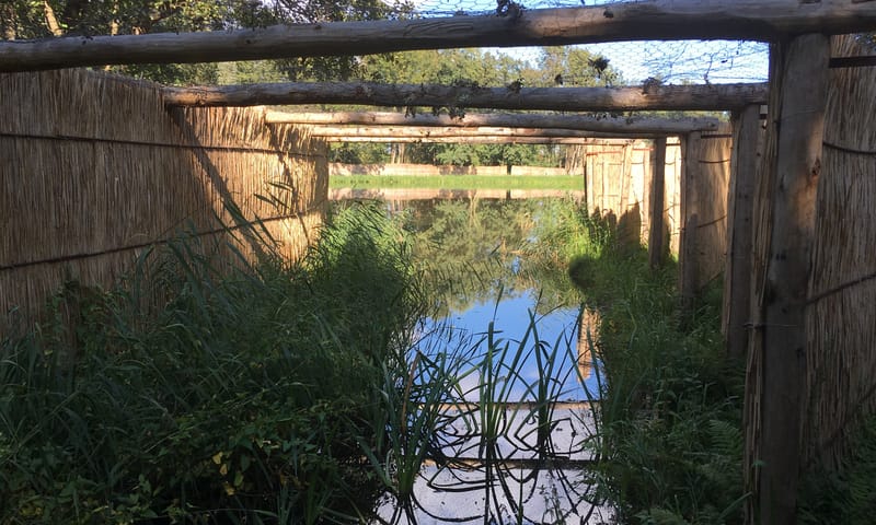 eendenkooi Breukeleveen