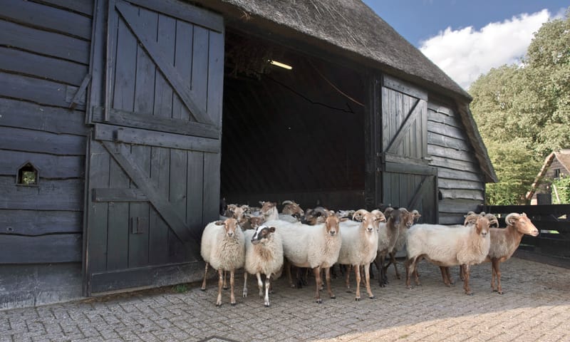 Schaapskooi Achter 't Zaand in Lhee