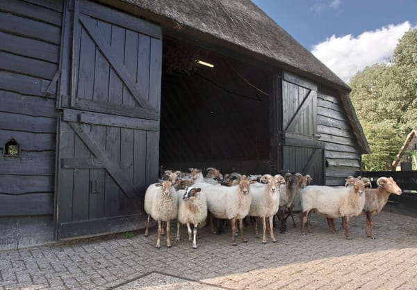 Schaapskooi Achter 't Zaand in Lhee