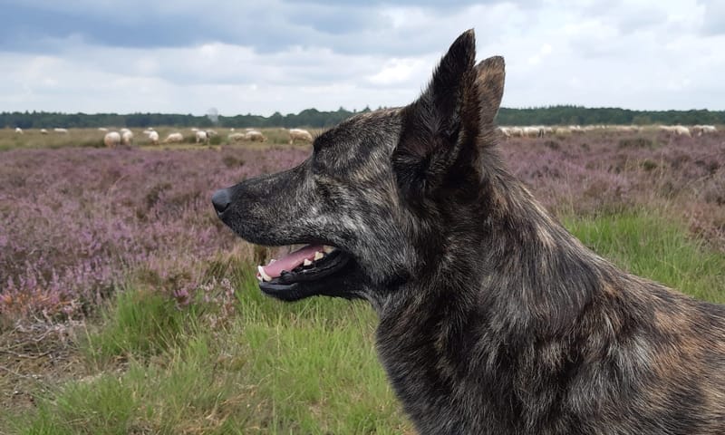 Finn, de Hollandse herder
