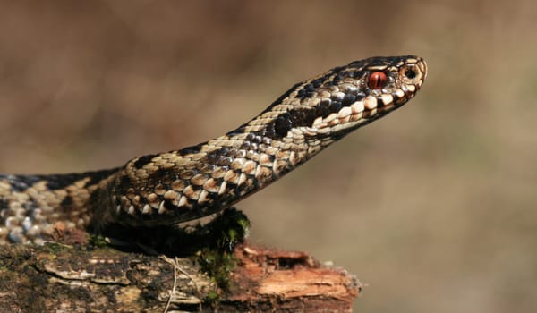 Adder