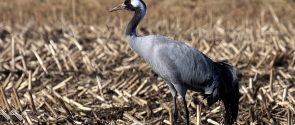 Kraanvogel