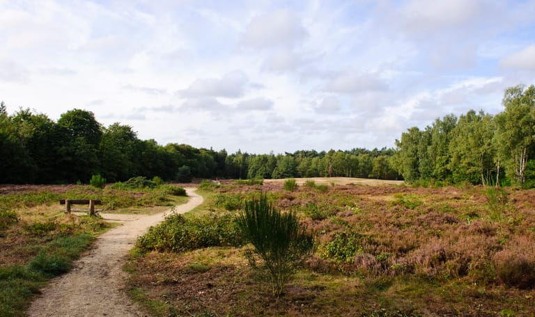 Heide bij Helenaheuvel