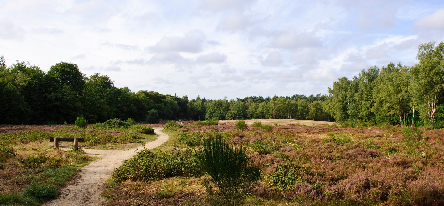 Heide bij Helenaheuvel