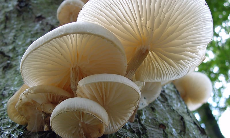 Porseleinzwam Porseleinzwam