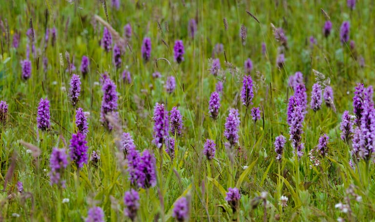 Rietorchis Dintelse Gorzen
