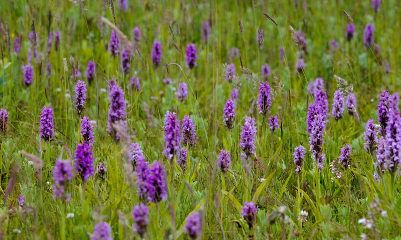 Rietorchis Dintelse Gorzen