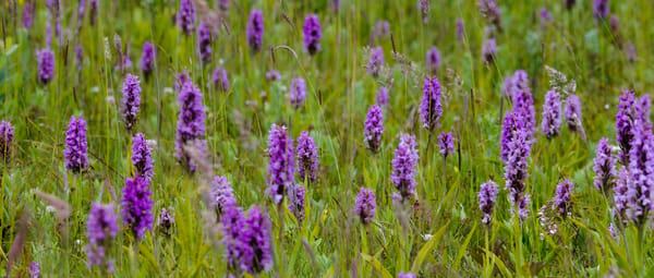 Rietorchis Dintelse Gorzen