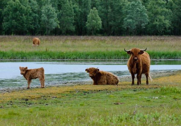 Schotse hooglanders Dintelse Gorzen