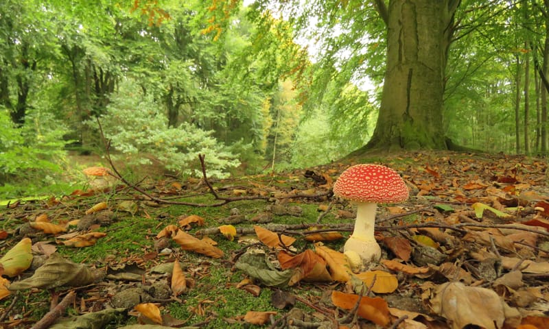Vliegenzwam paddenstoel in bos