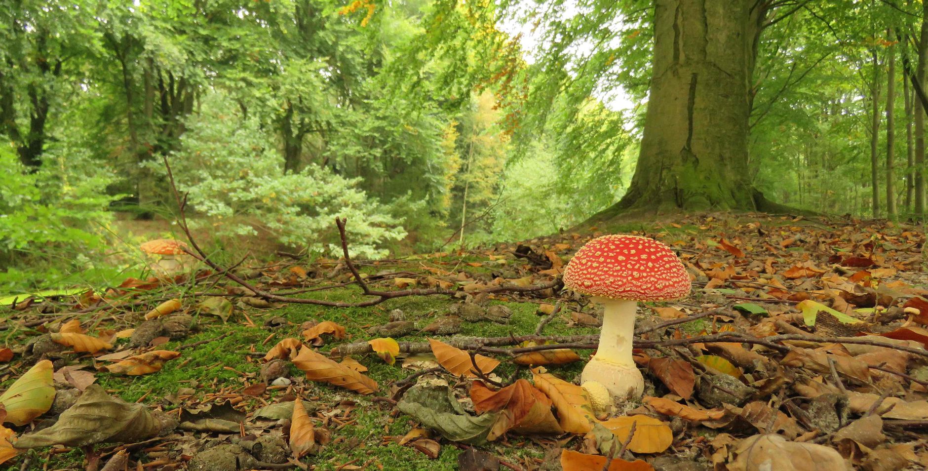 Vliegenzwam Vliegenzwam paddenstoel in bos