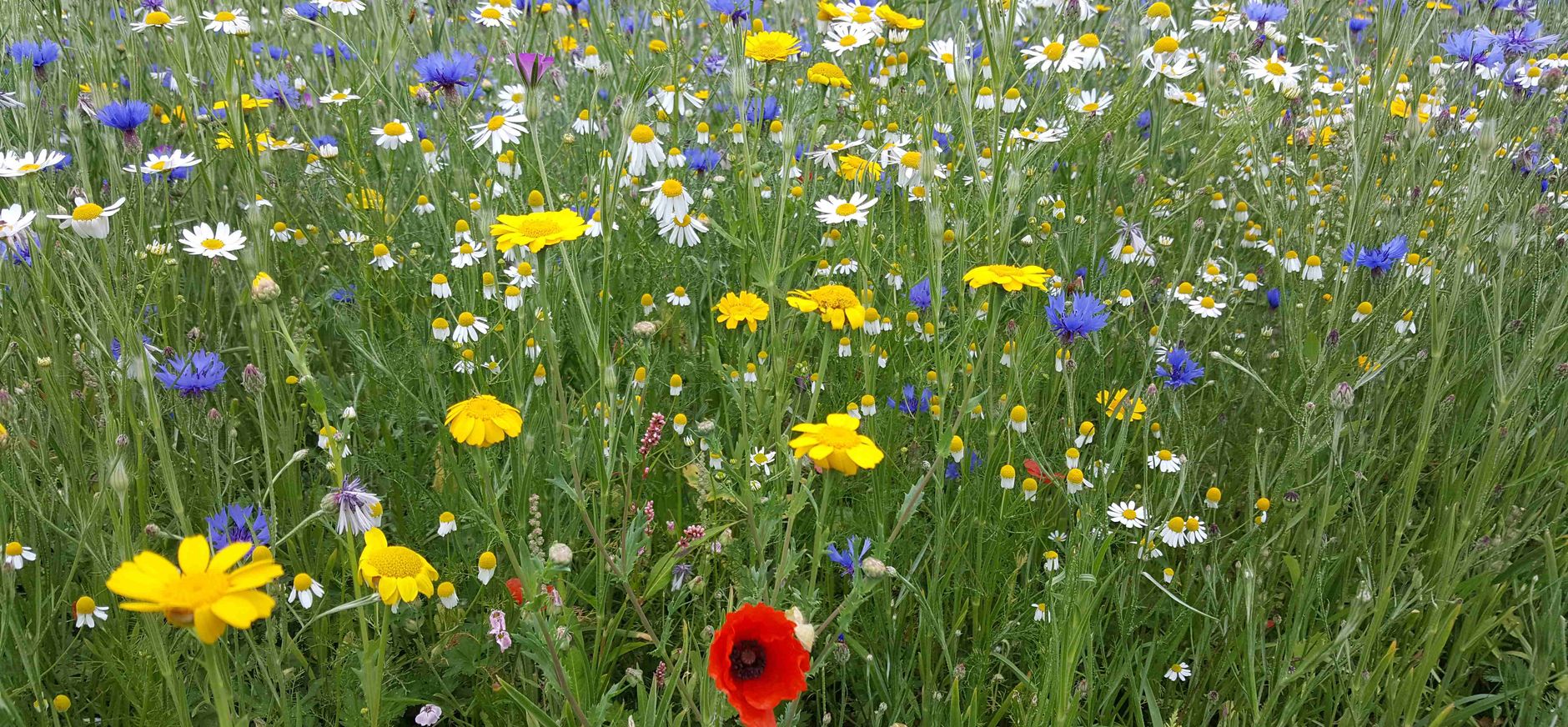 Wilde bloemen op Tiengemeten