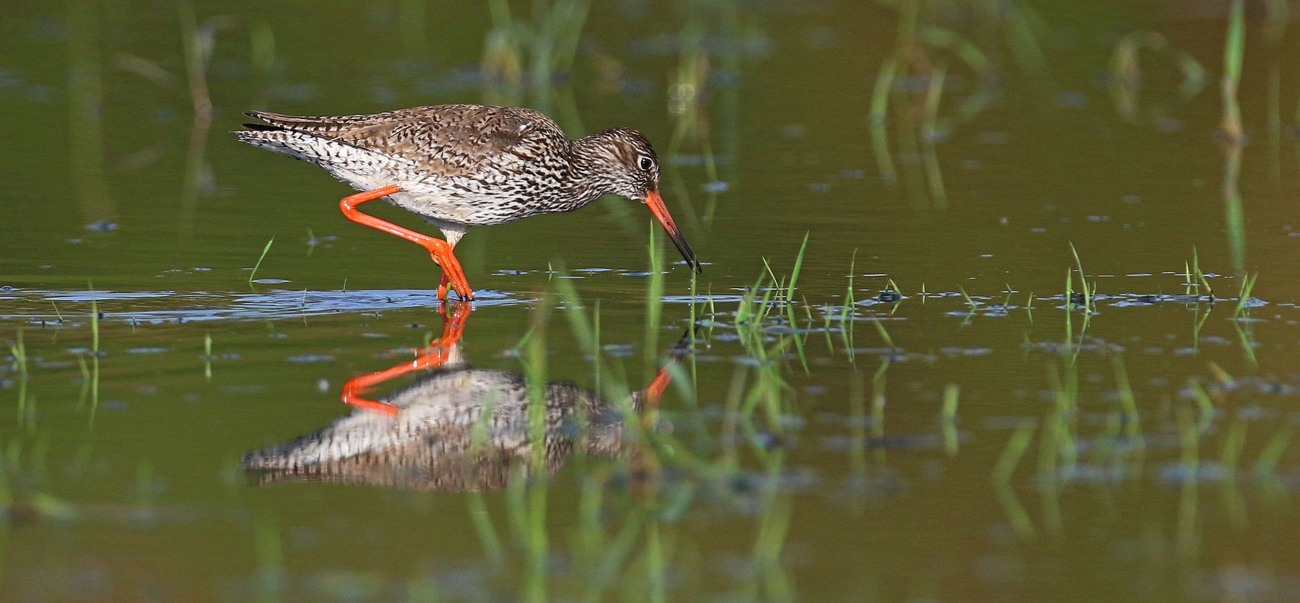 tureluur in nat grasland
