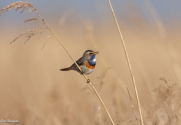 Blauwborst