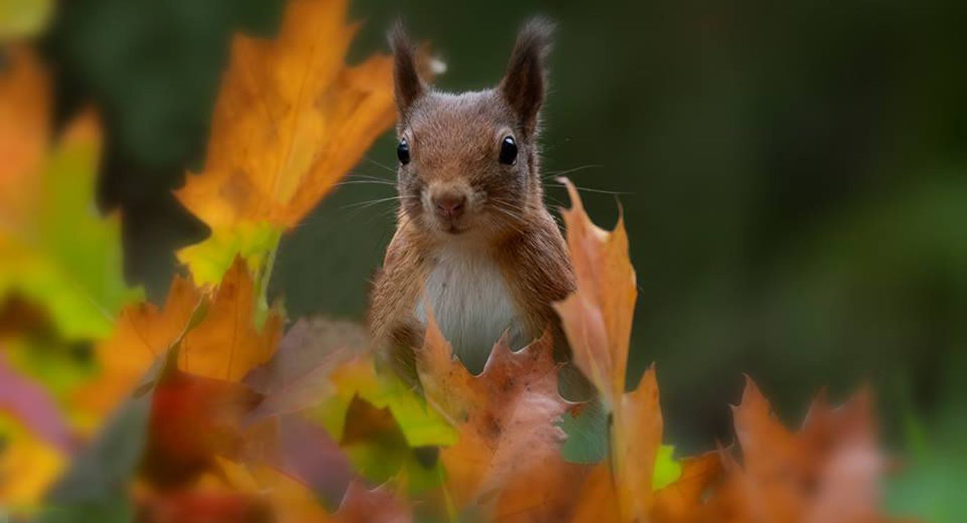Eekhoorns in het bos